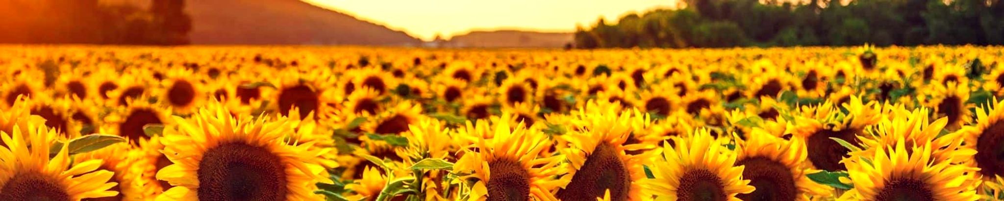 Cover for Patricia Marie Fabre Trahan's Obituary