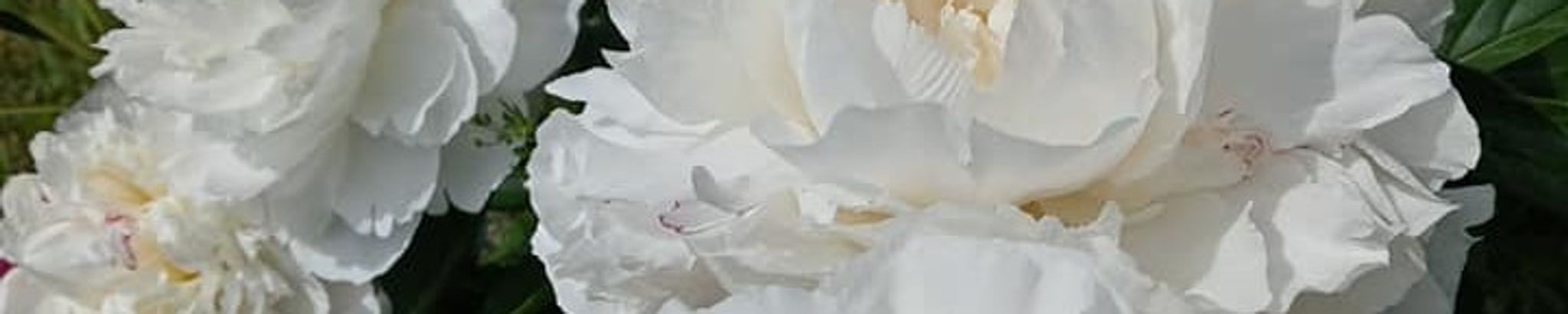 Cover photo for Susan Joy Mullins's Obituary