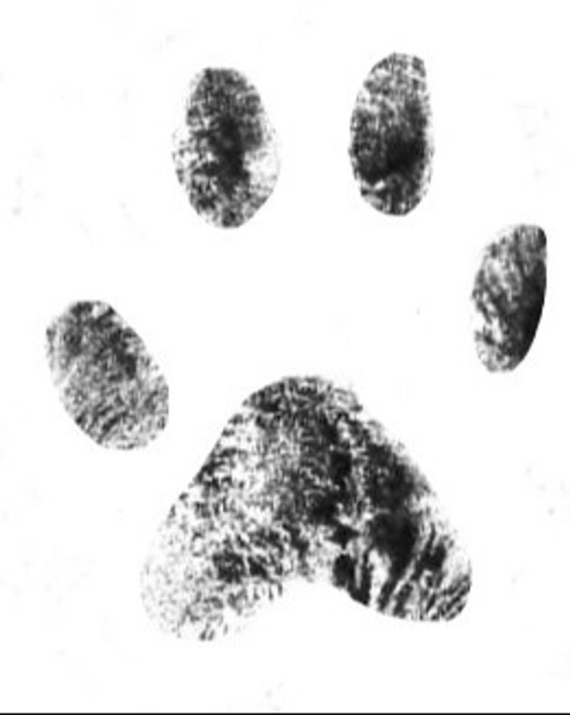 Espresso Kerns Profile Photo