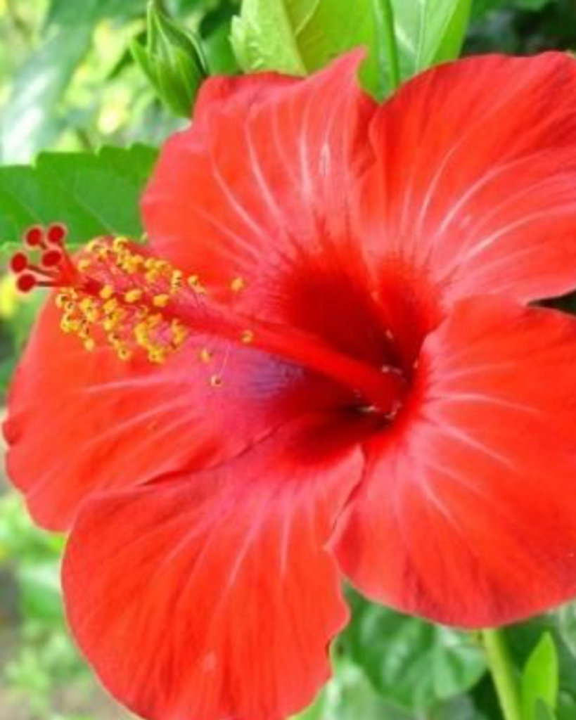 Gladys Velez Profile Photo