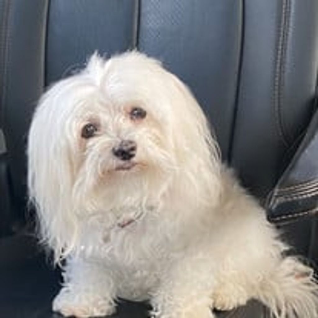 Lucy “Lulu” Walsh