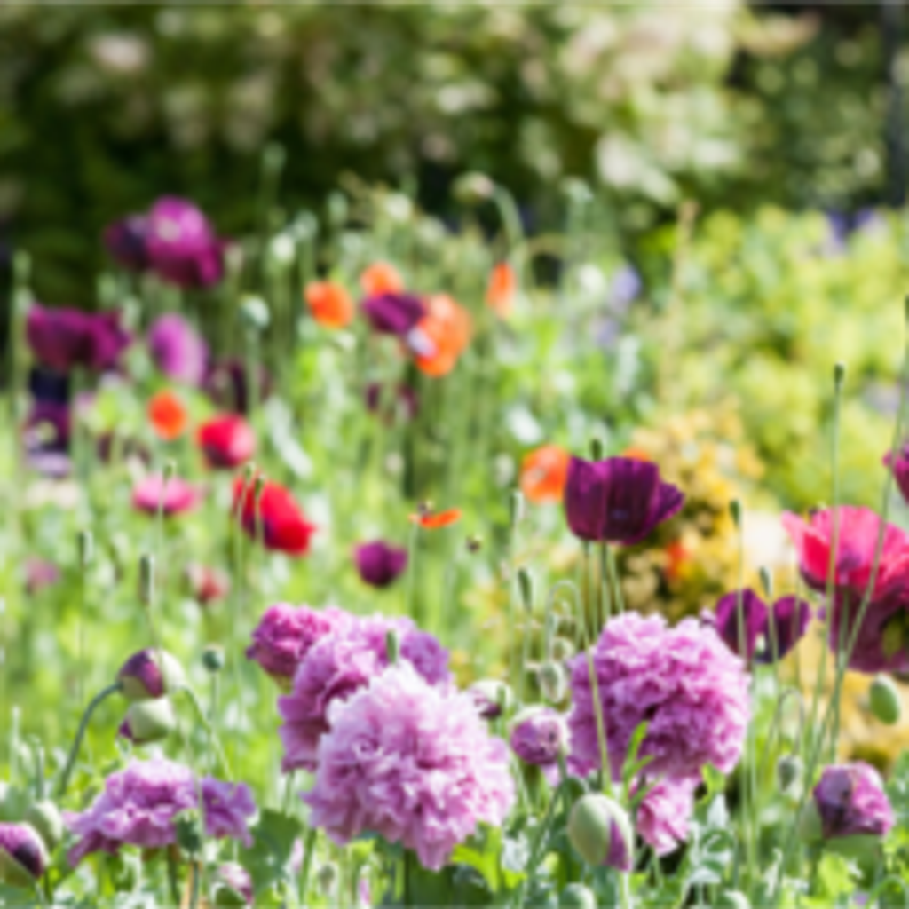 Donna Lynn Hamilton Profile Photo