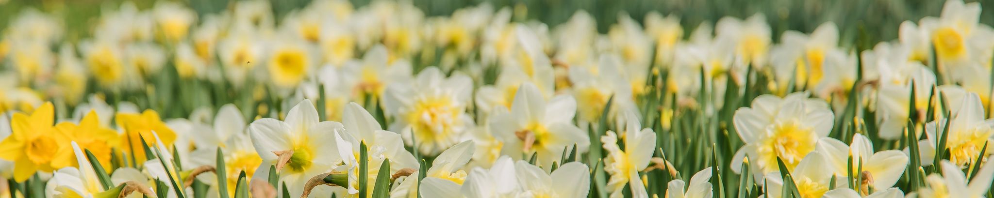 Cover for O'Detta June Cords's Obituary