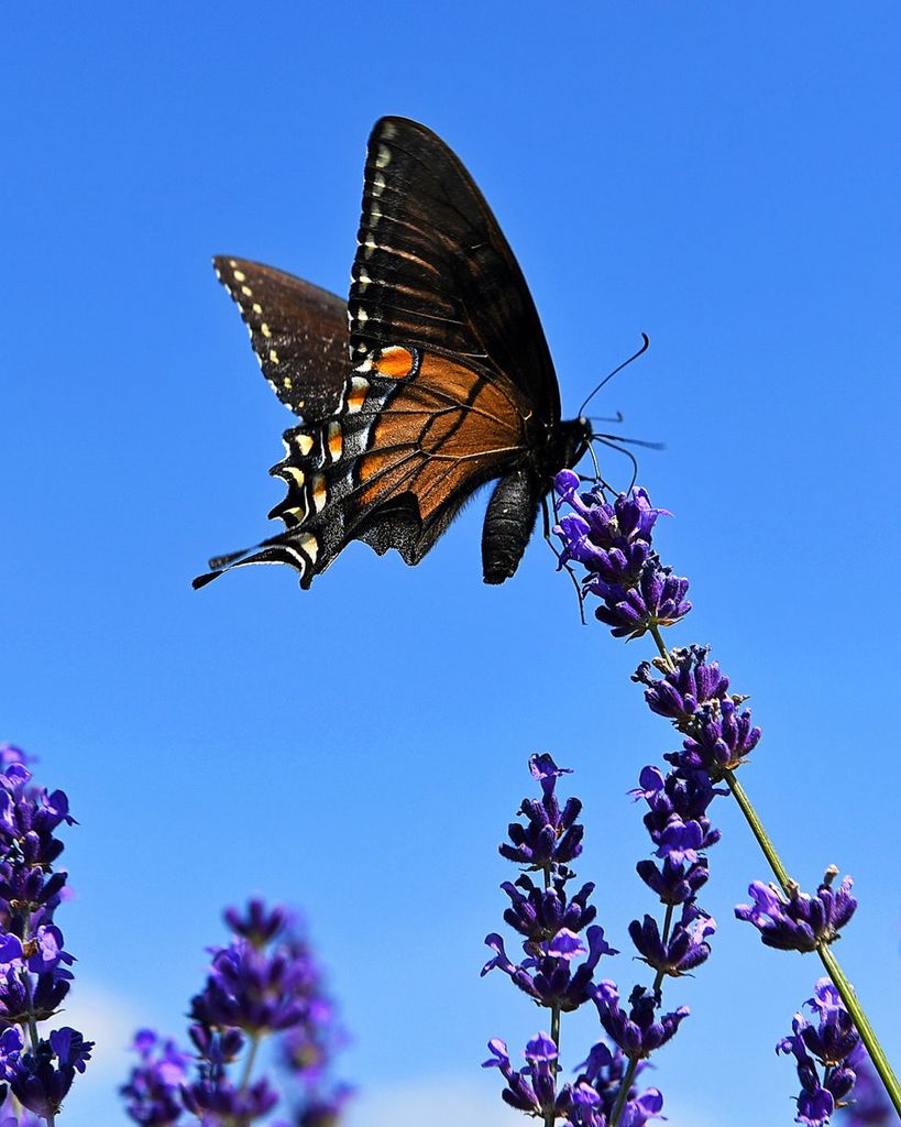 Carlene Michelle Wayman Profile Photo