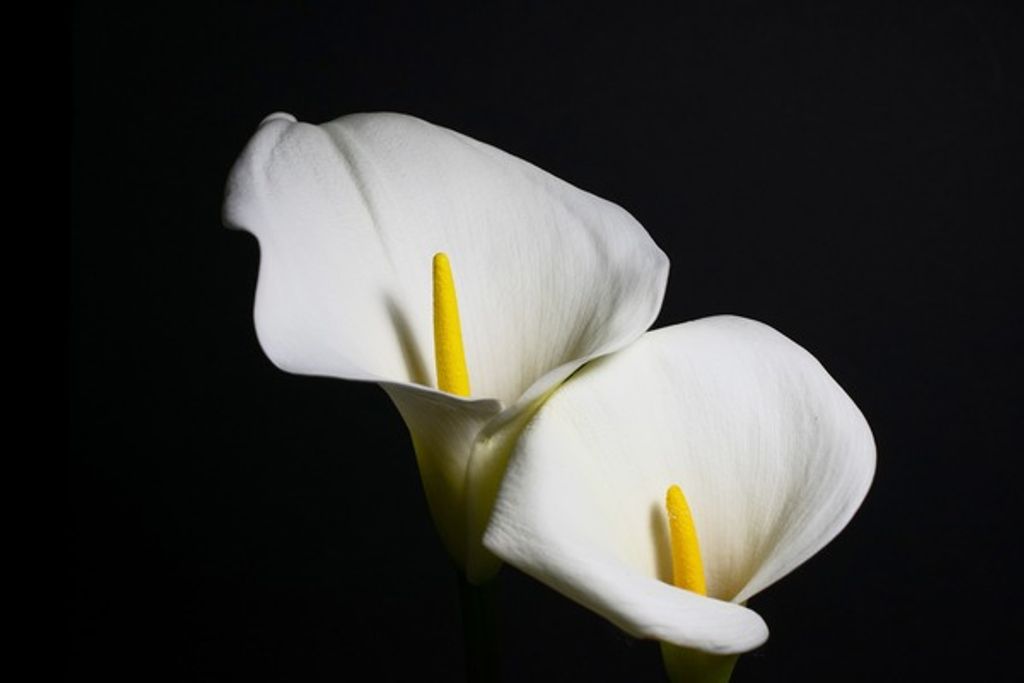 Joan Hermsen Profile Photo