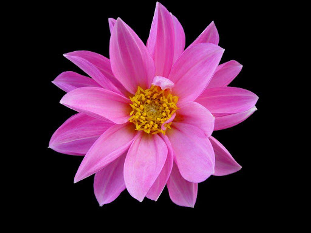 Norma Jean Devincentis Profile Photo