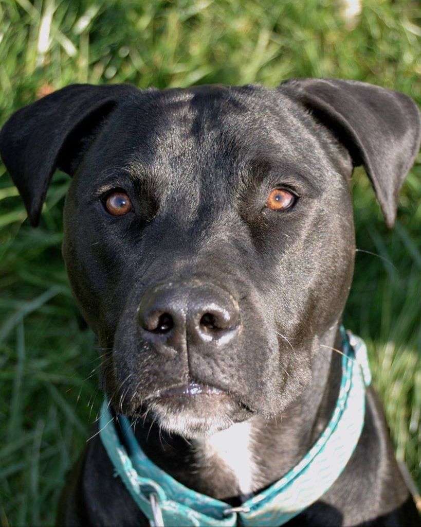 Herschel Montgomery Ross