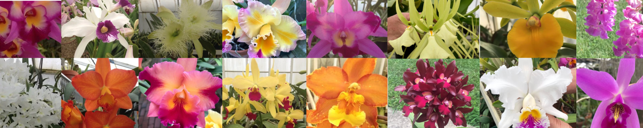 Cover for Anthony Silva's Obituary