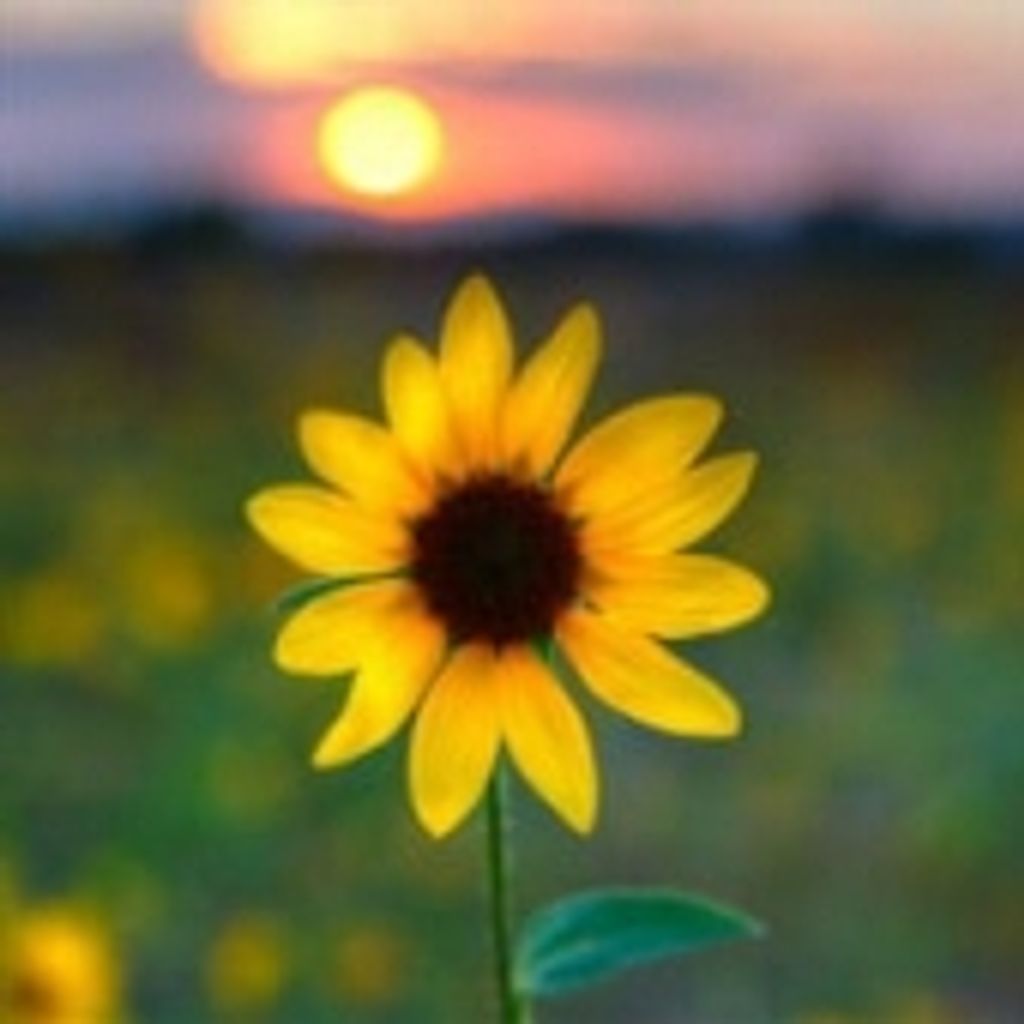 Margaret Nanella Stephens