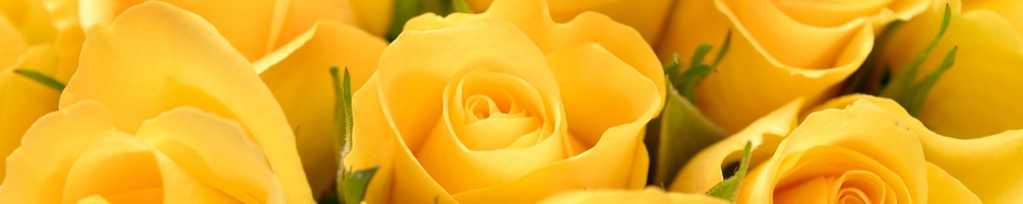 Cover photo for Nancy Lee Frisina's Obituary