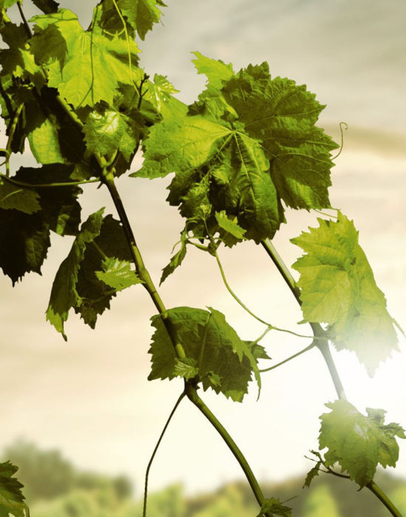 Marion Elizabeth Weinand