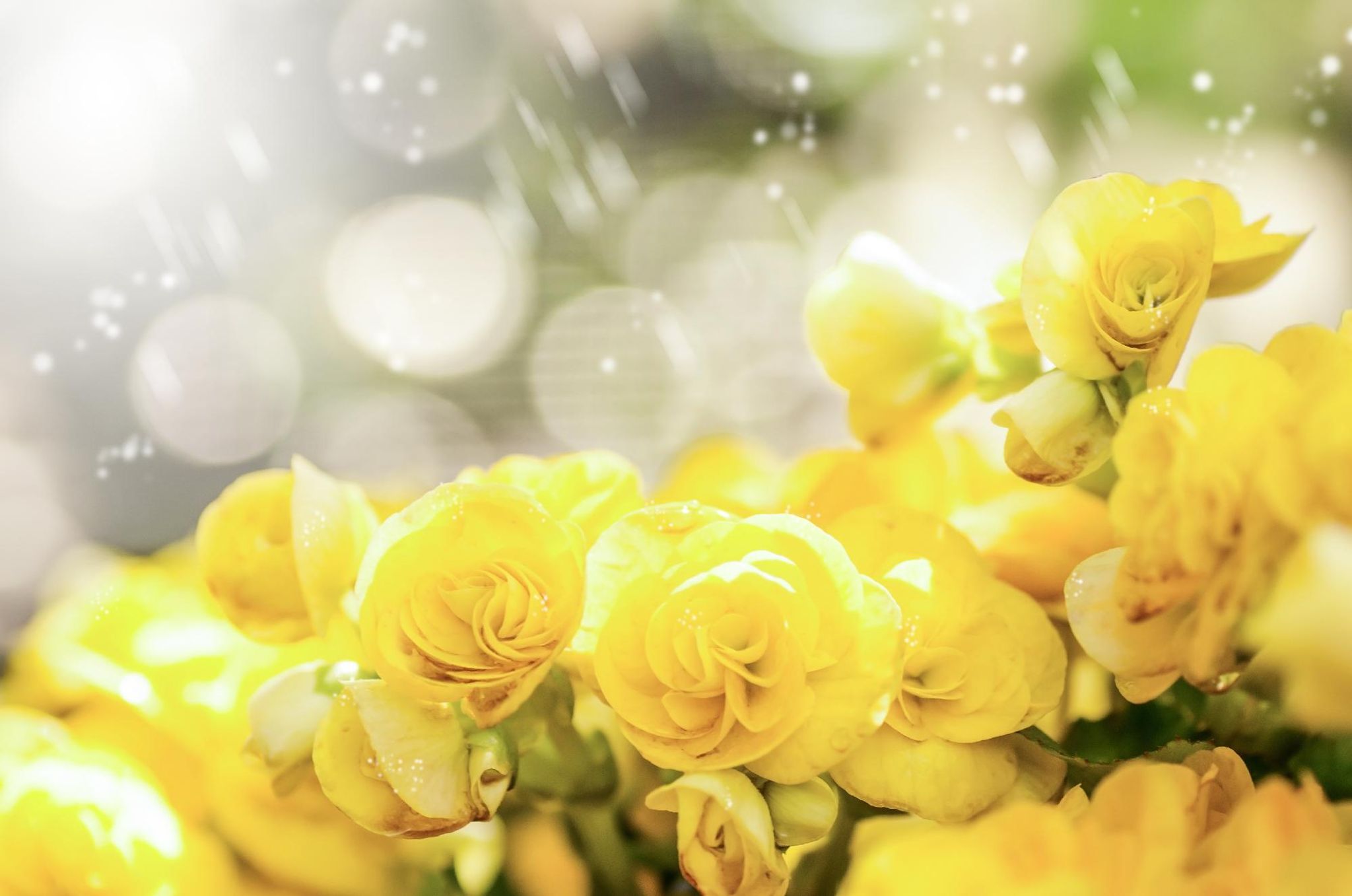 Cover for Dorothy Elizabeth Cully's Obituary