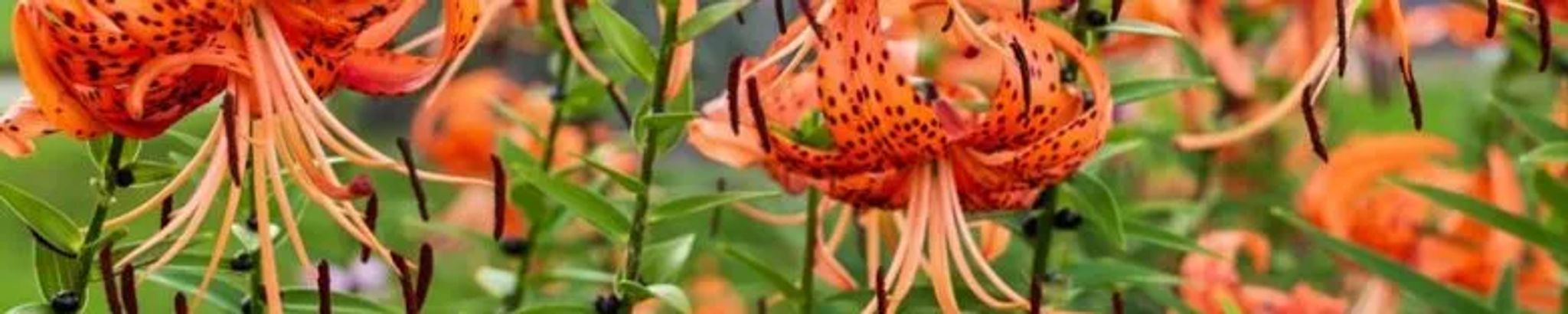 Cover photo for Deborah "Debbie" Zorniger's Obituary