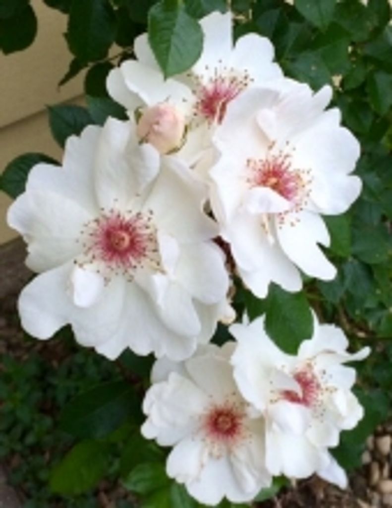 Dianne L. Renicker Ryan