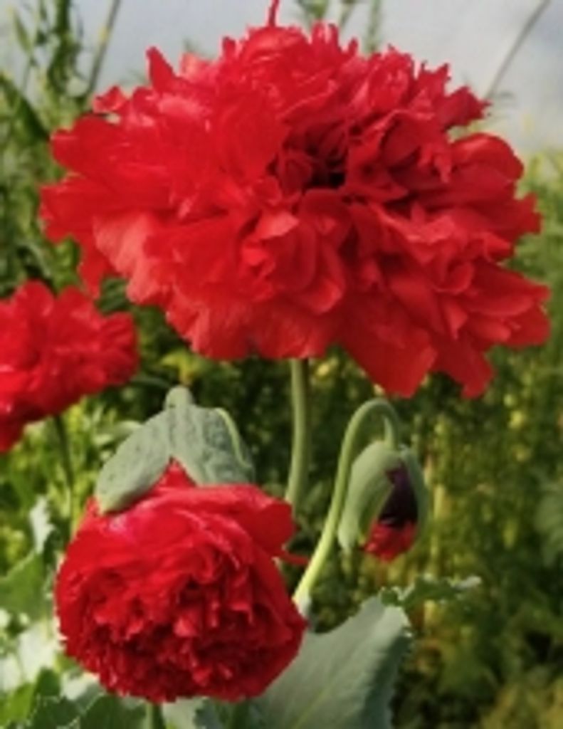 Charlotte Toews Profile Photo