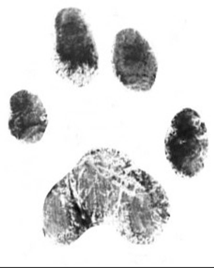 Shadow Wilson Profile Photo