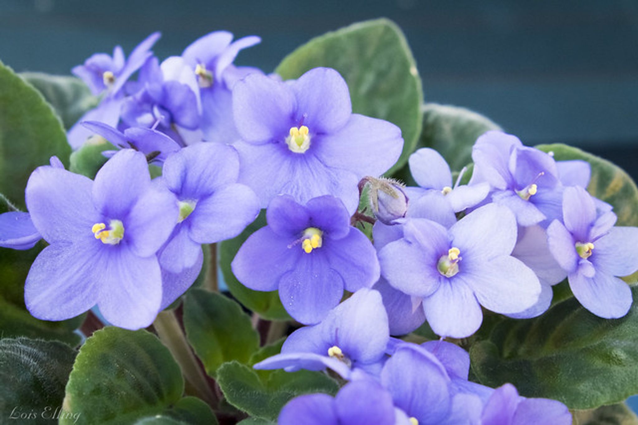 Cover photo for Muriel Staley's Obituary