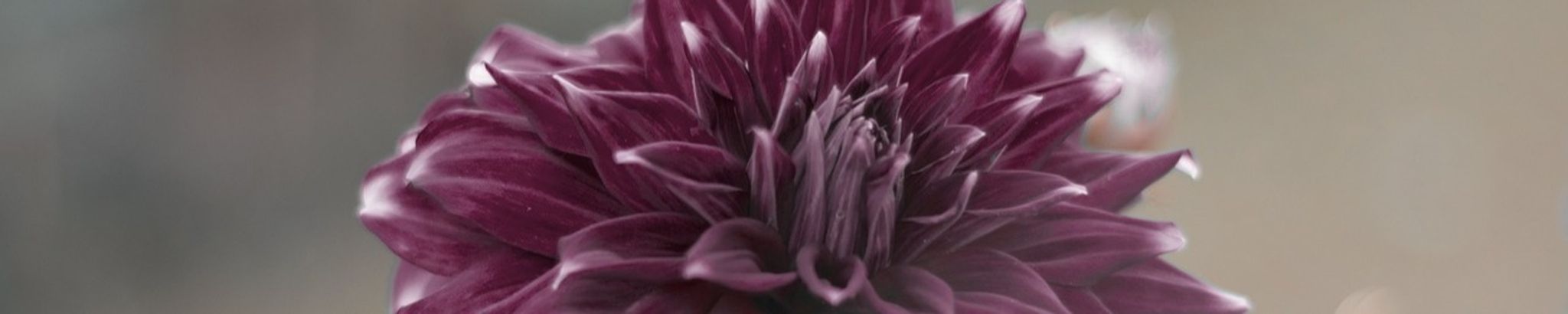 Cover for Betty Walker's Obituary