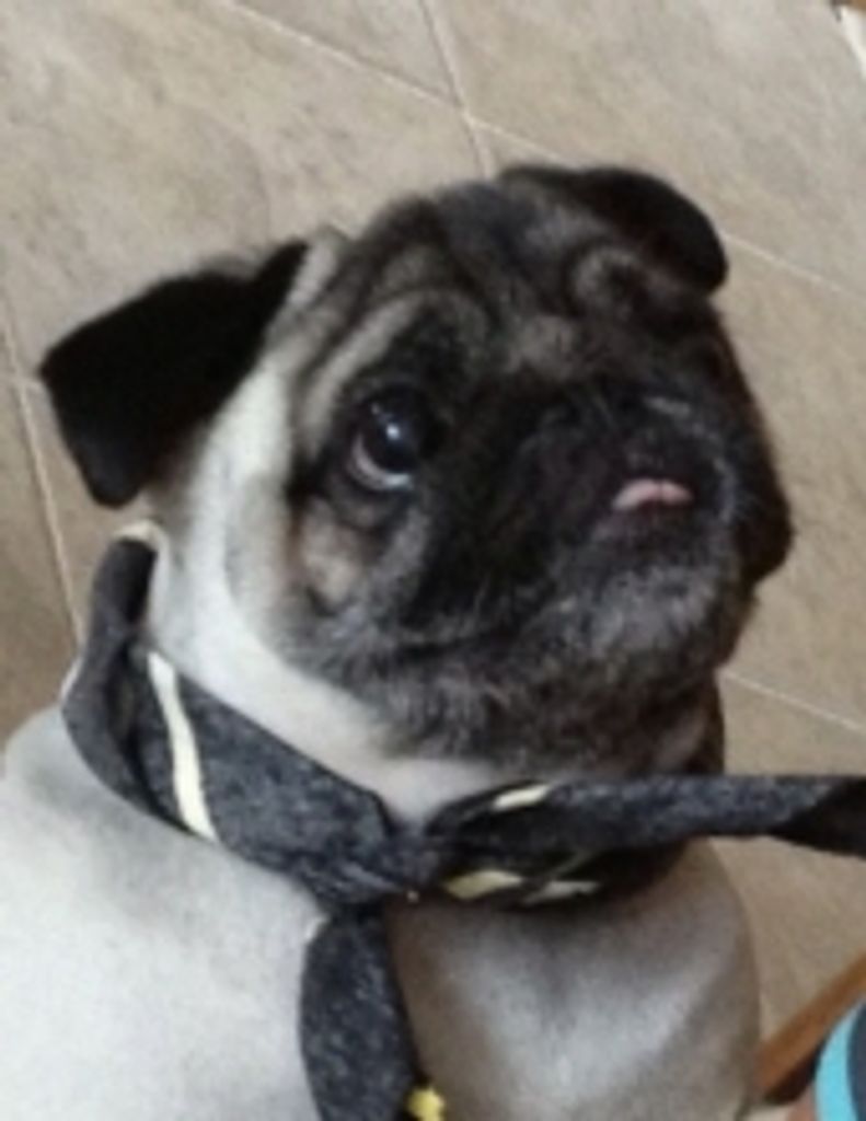 Gizmo Caho