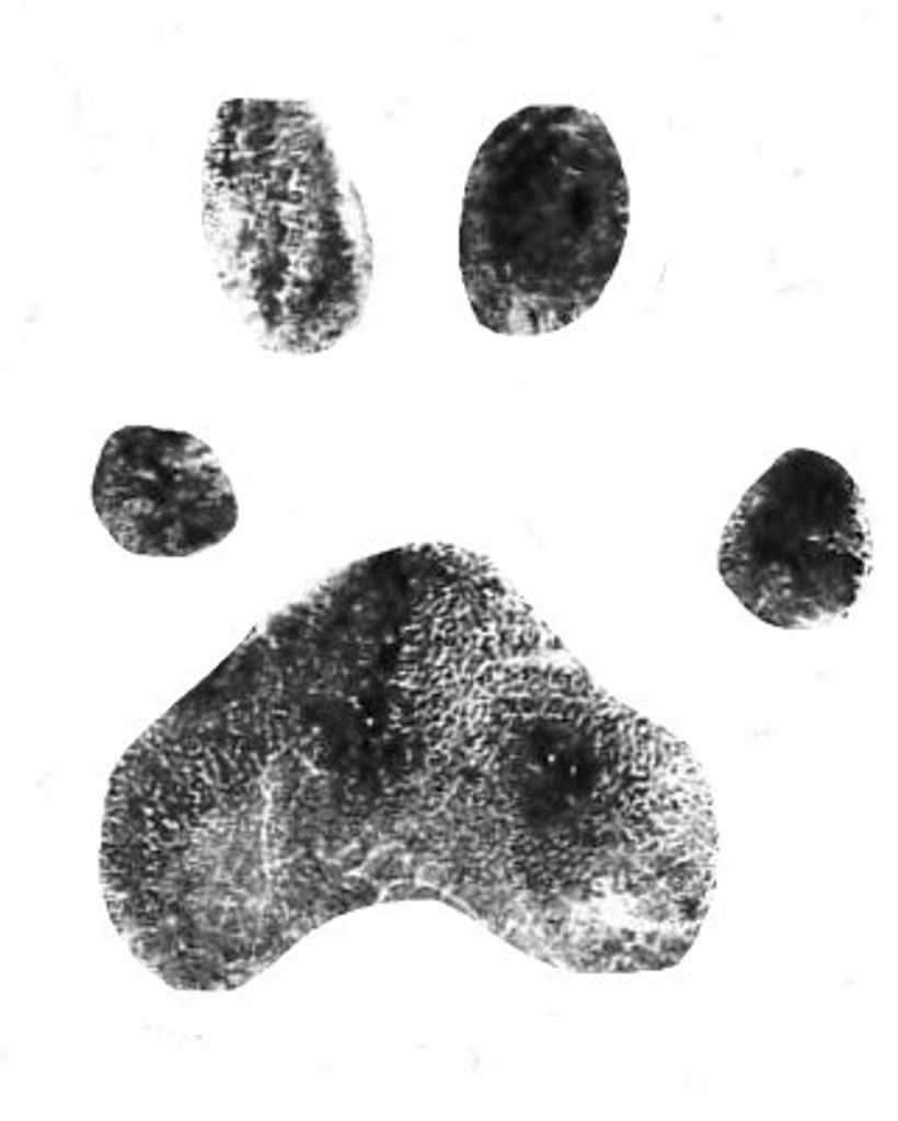 Gauge Hoover Profile Photo