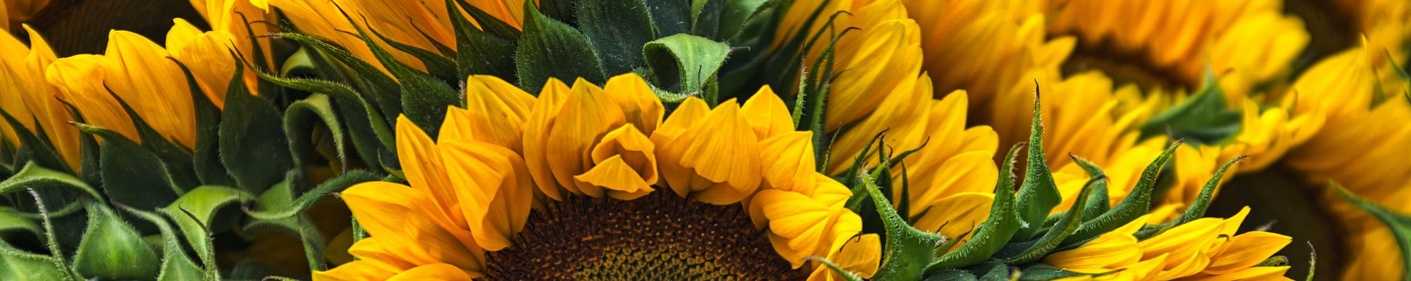 Cover photo for Glenda Adams's Obituary
