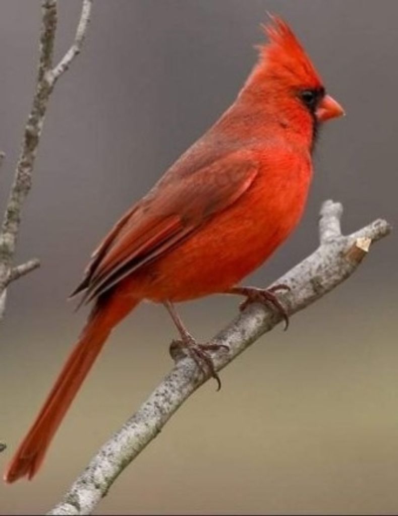 Mr. Darrin Rea Holcomb