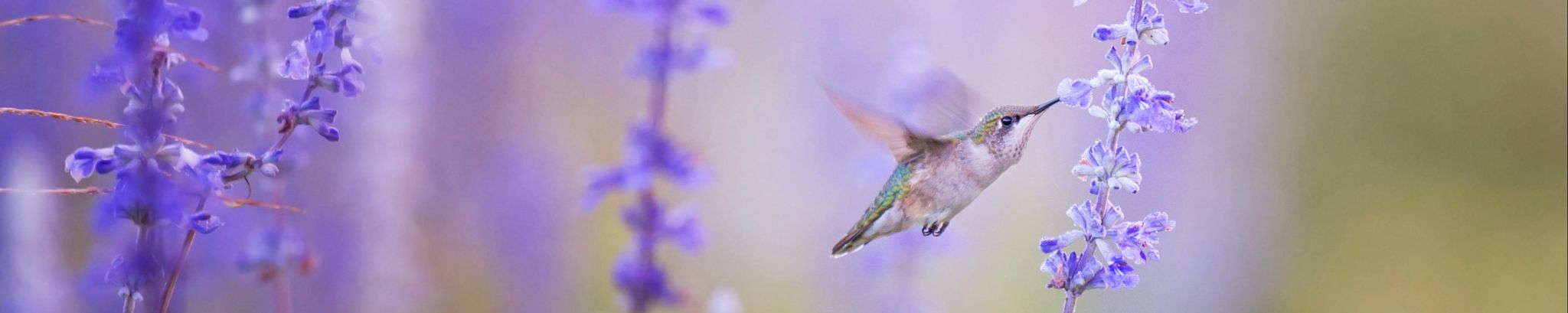 Cover for Susan K. Krueger's Obituary