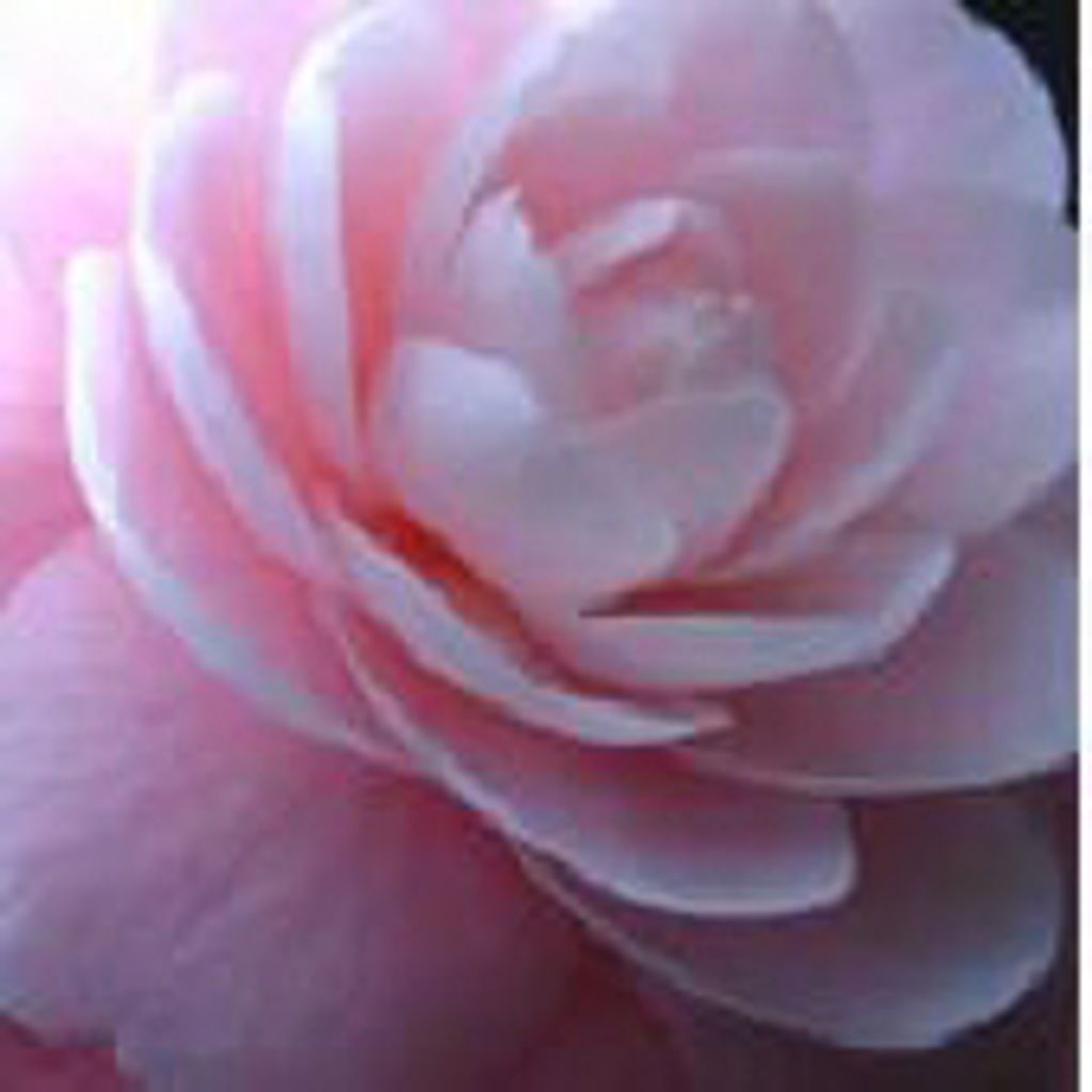 Jocelyn Jessica Gomez-Alarcon