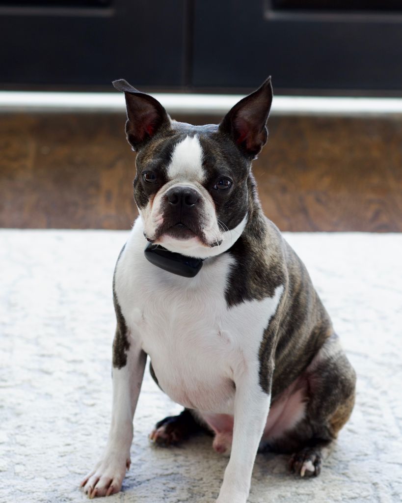 Bruno Mitchell Profile Photo