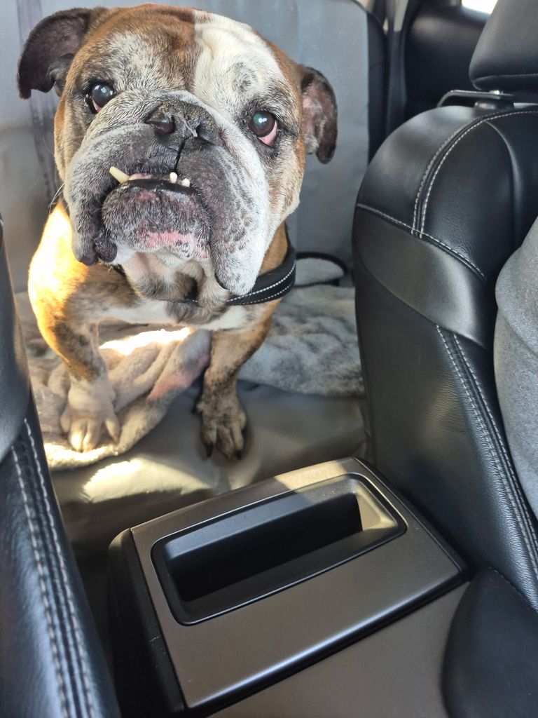 Bruno Profile Photo