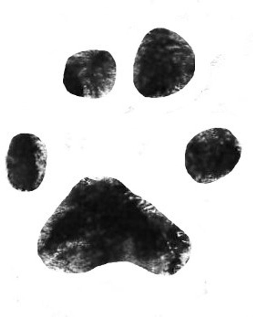 Tiny Koontz Profile Photo