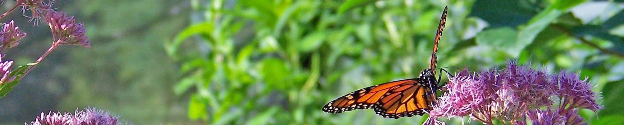 Cover photo for Phyllis Marie Holzbauer's Obituary