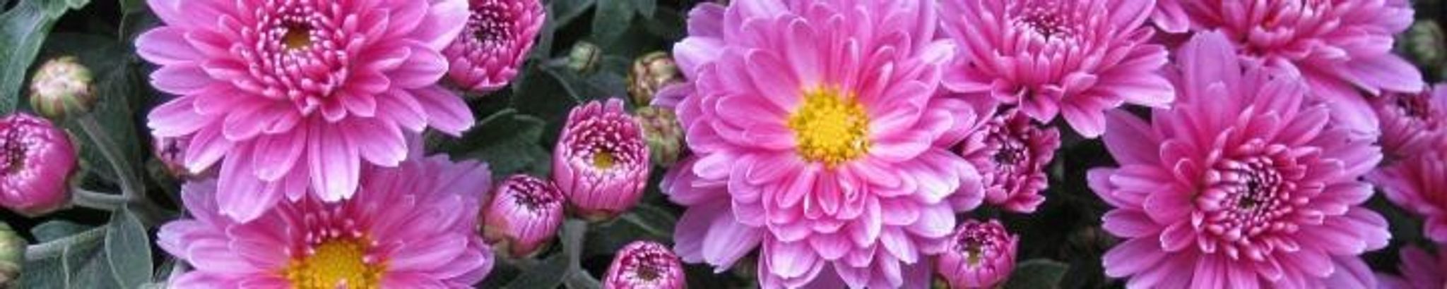 Cover photo for Penny Ray's Obituary