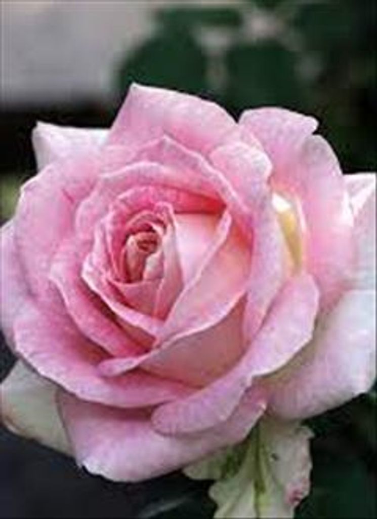 Mary K Sharpe Profile Photo