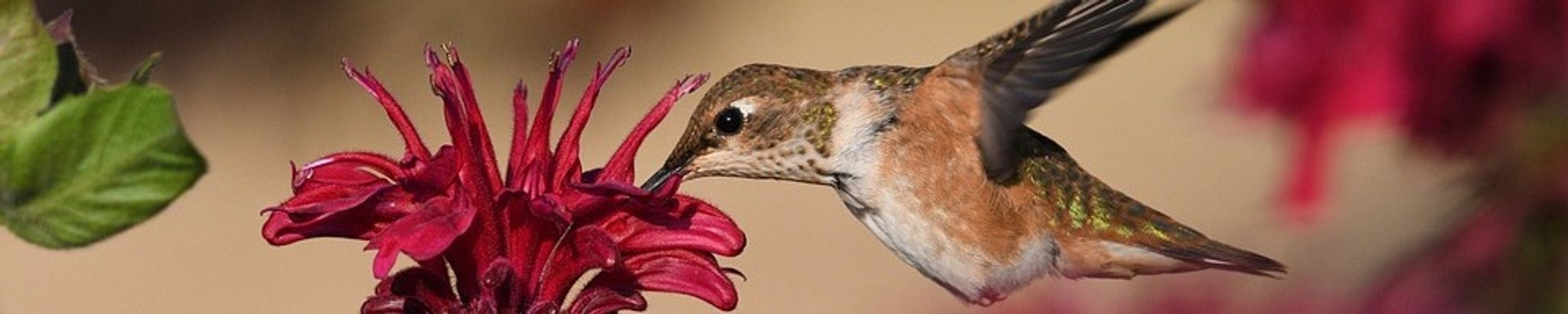 Cover photo for Marie Elena Stellwag's Obituary