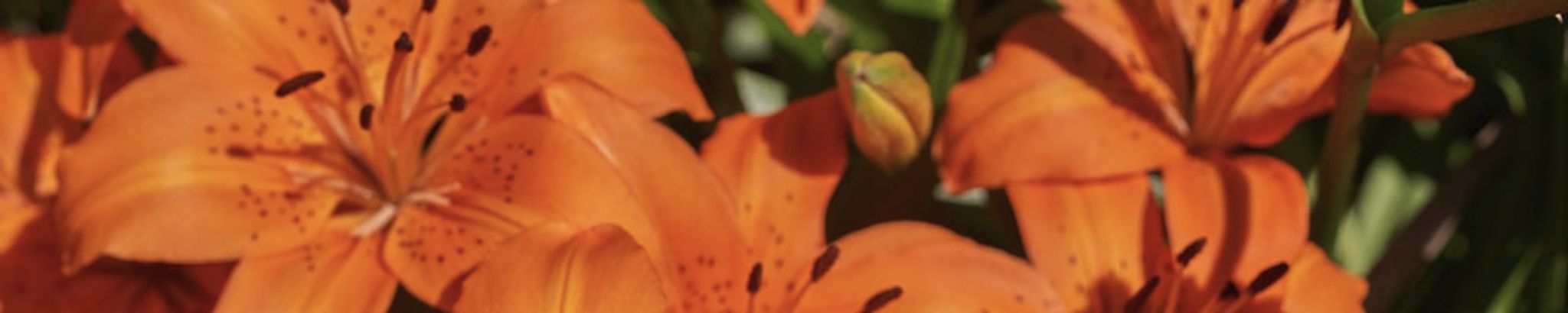 Cover photo for Alice Combs's Obituary