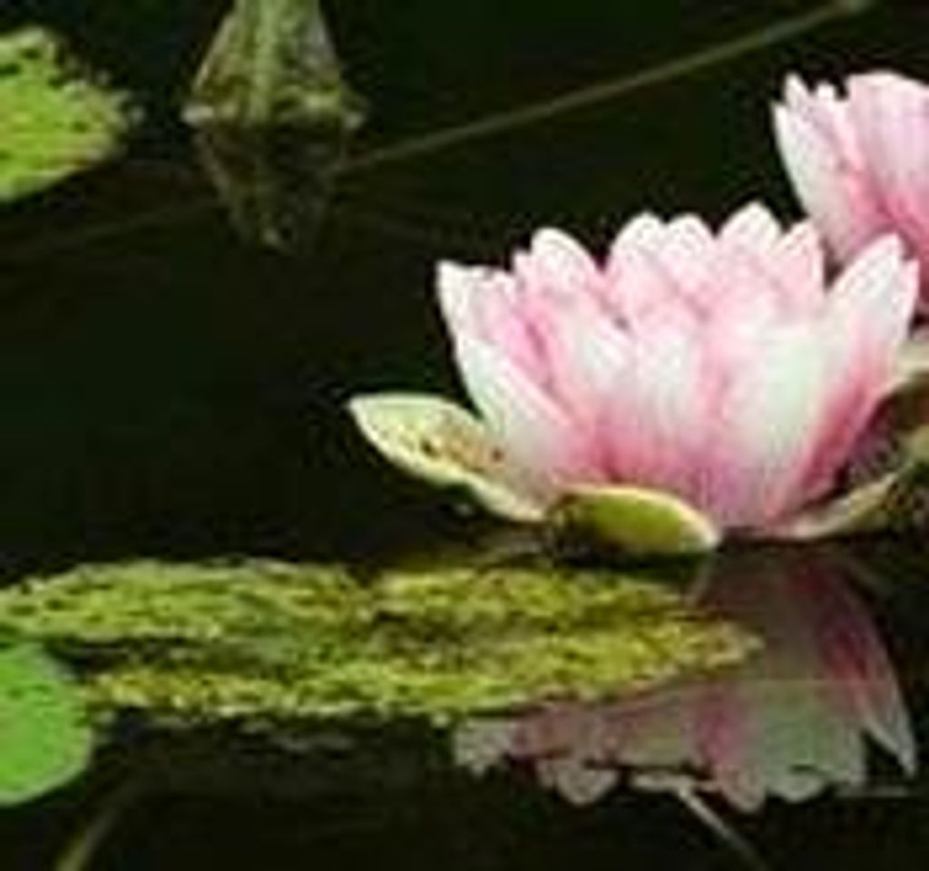 Helen G. Radford Shively