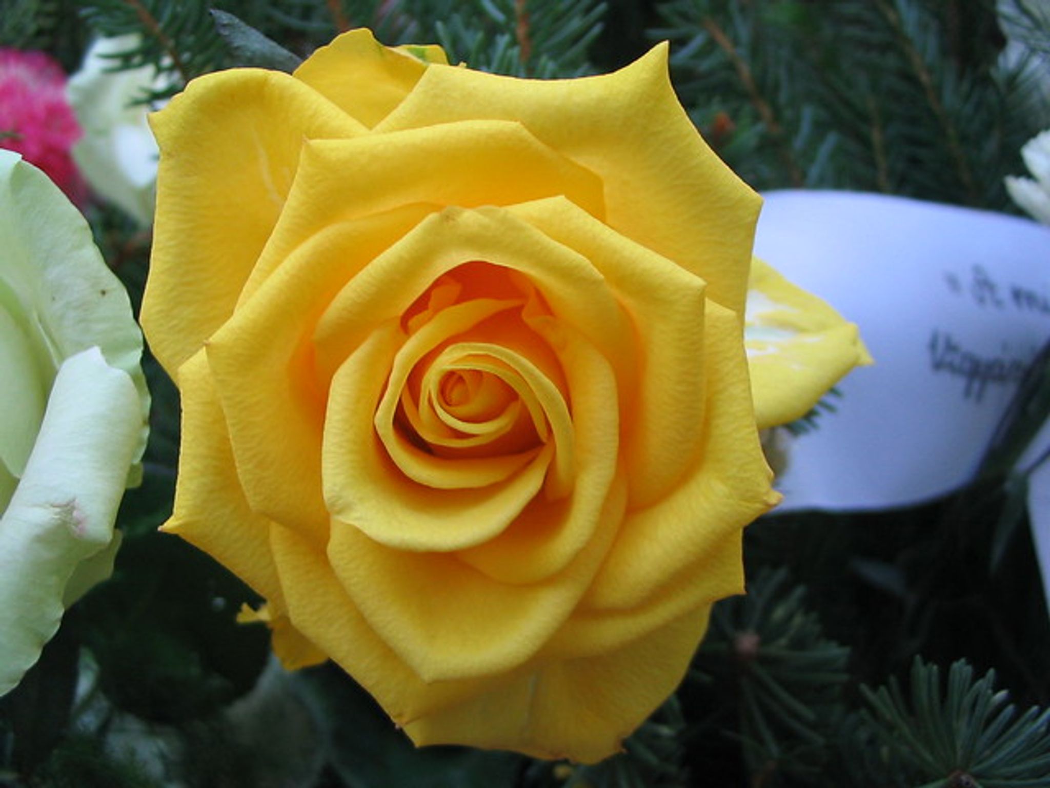 Cover photo for Barbara Piazza's Obituary