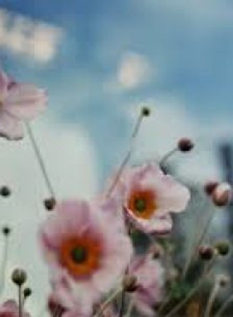 Judith Elaine Hamilton