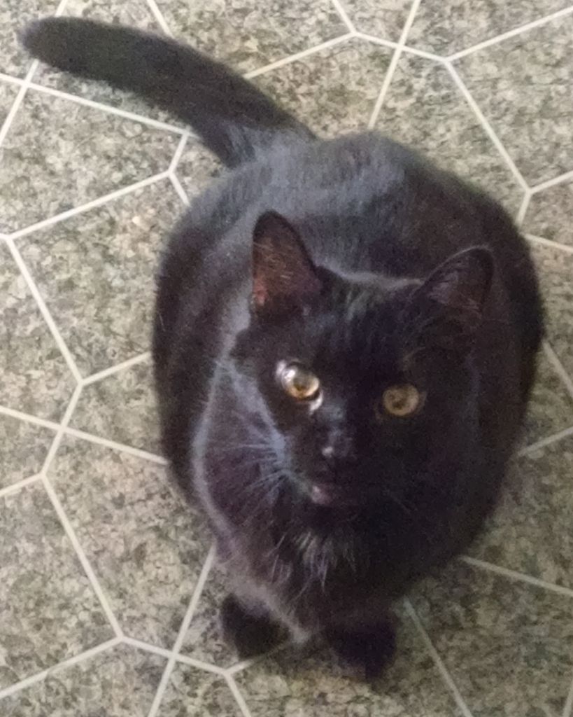 Anika "Mama Kitty" Bond