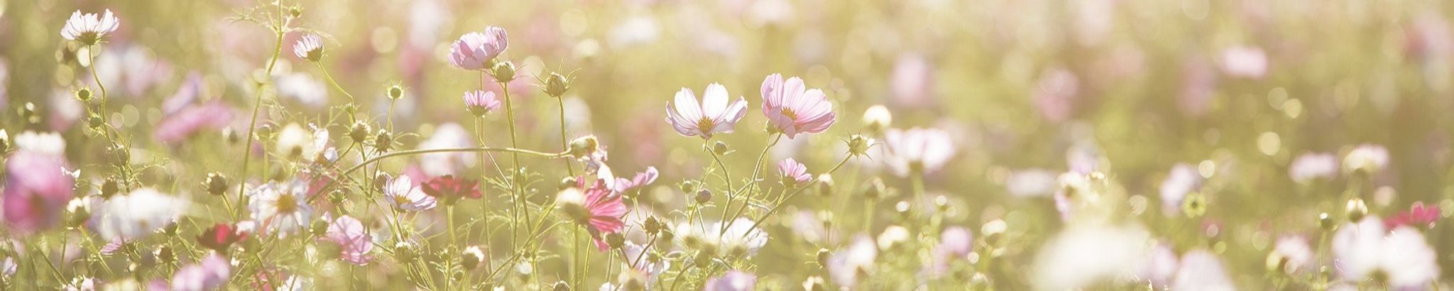 Cover photo for Faye Perry's Obituary