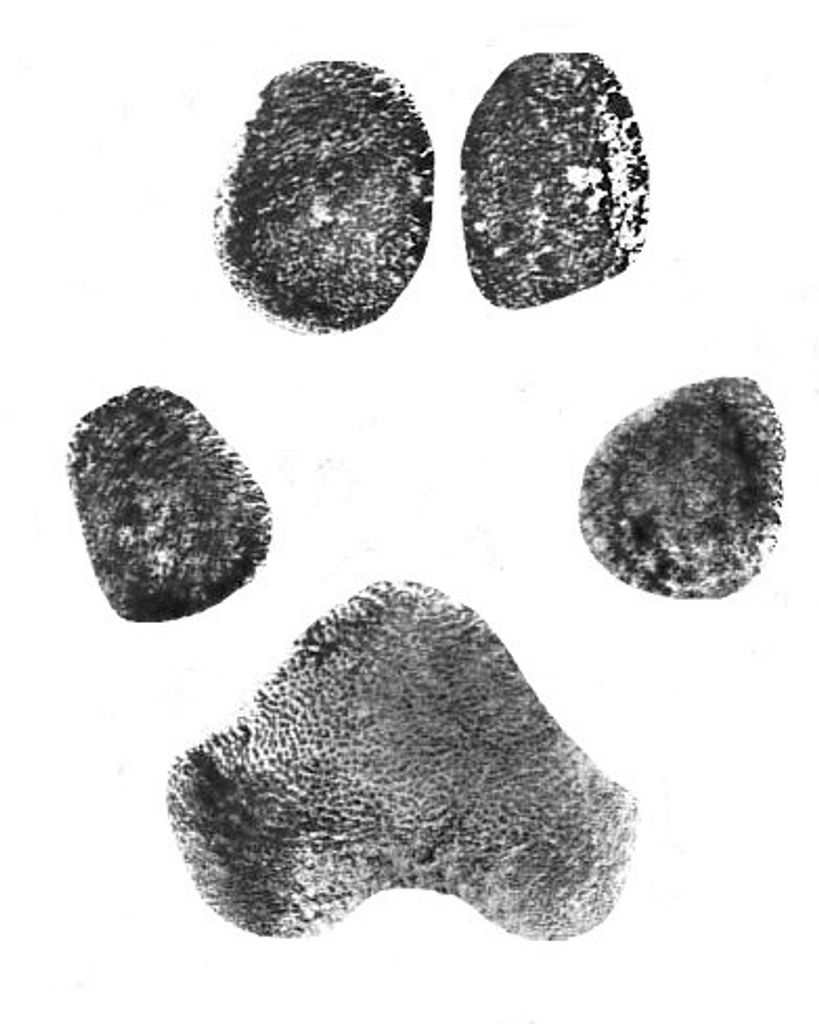 Kimber Opper Profile Photo