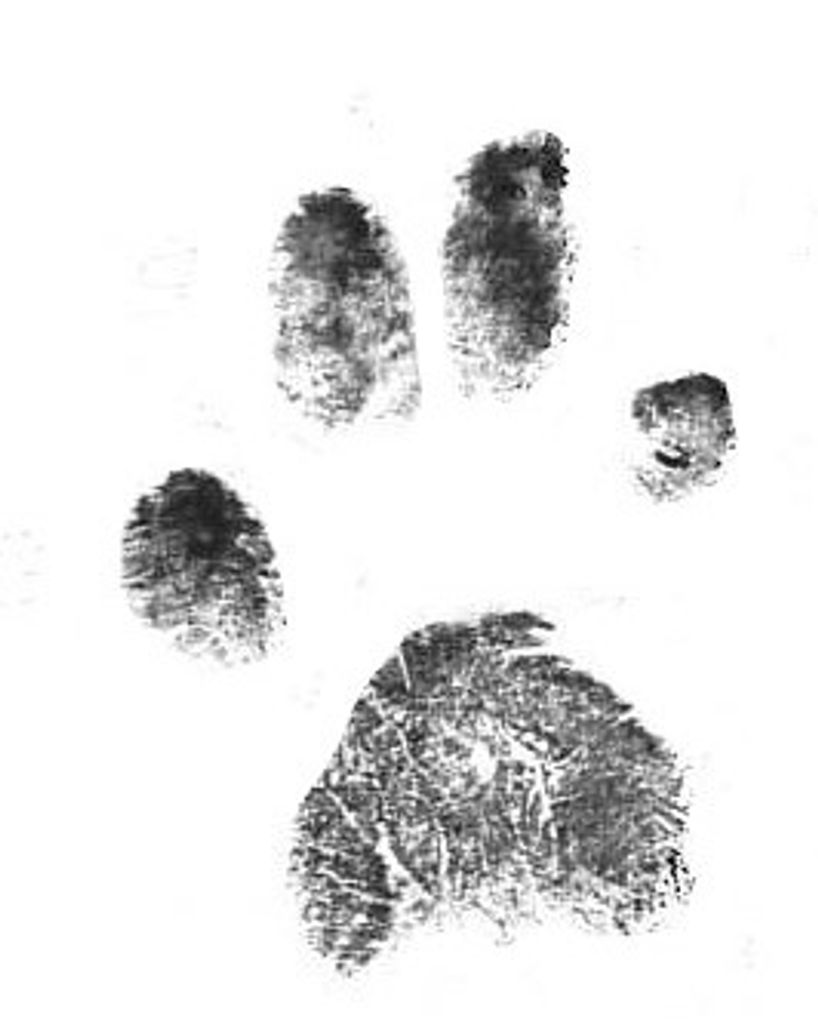 Bear Alexander Profile Photo