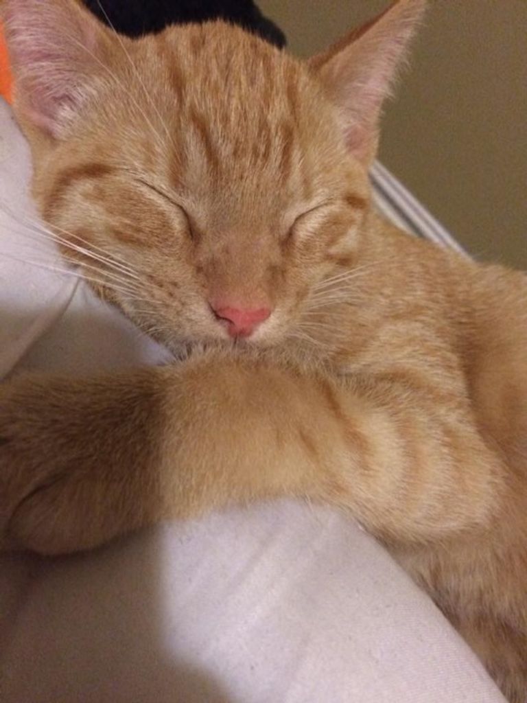 Tiger Depoe Profile Photo