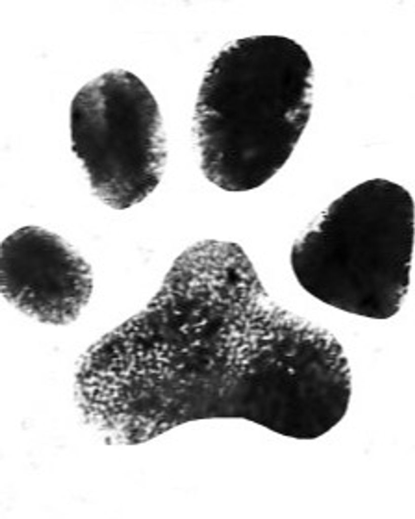 Odmund Carrier Profile Photo