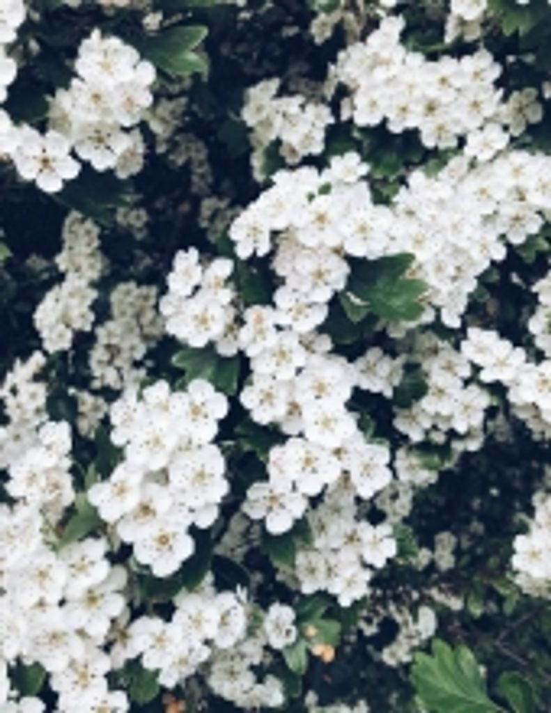 Paulette Elaine Knight Archer