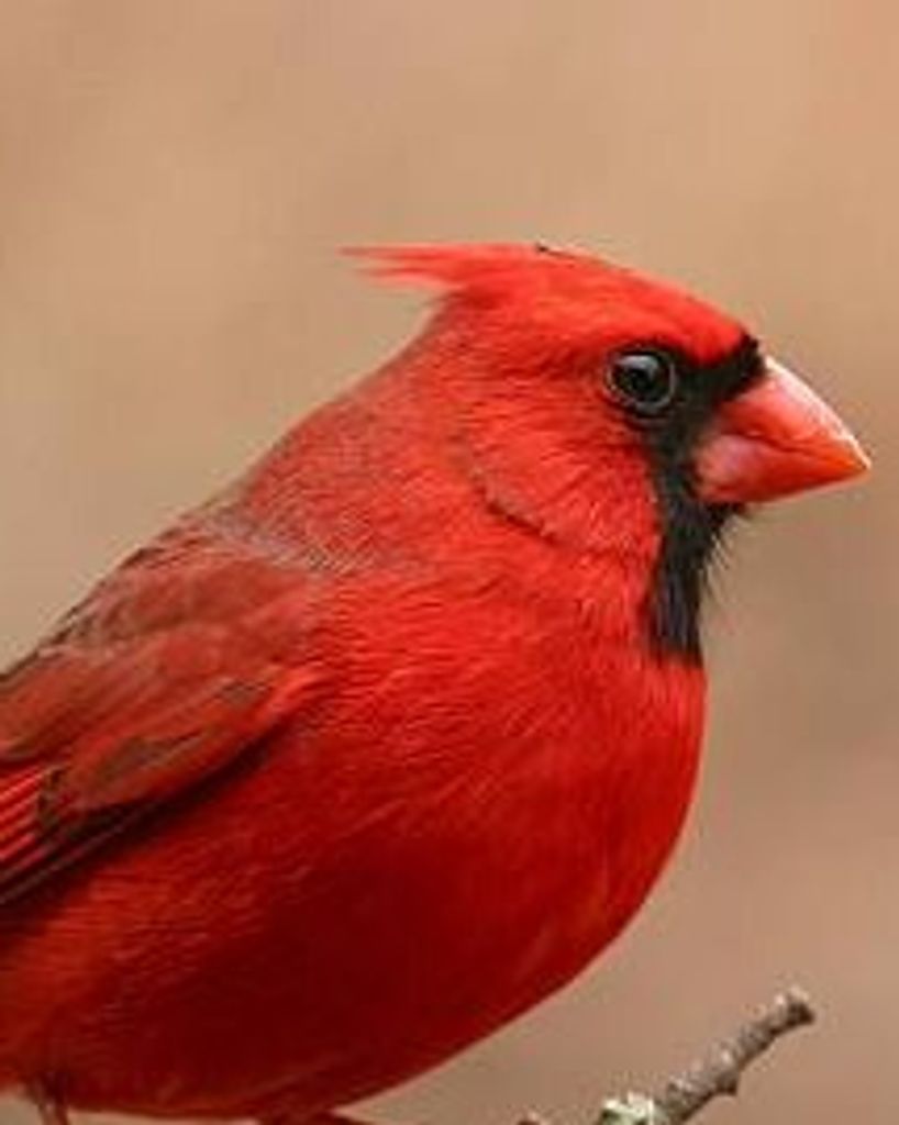 Delores C Ferris Profile Photo