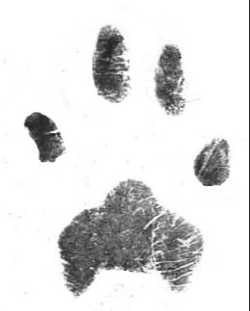 Dexter Ray Profile Photo