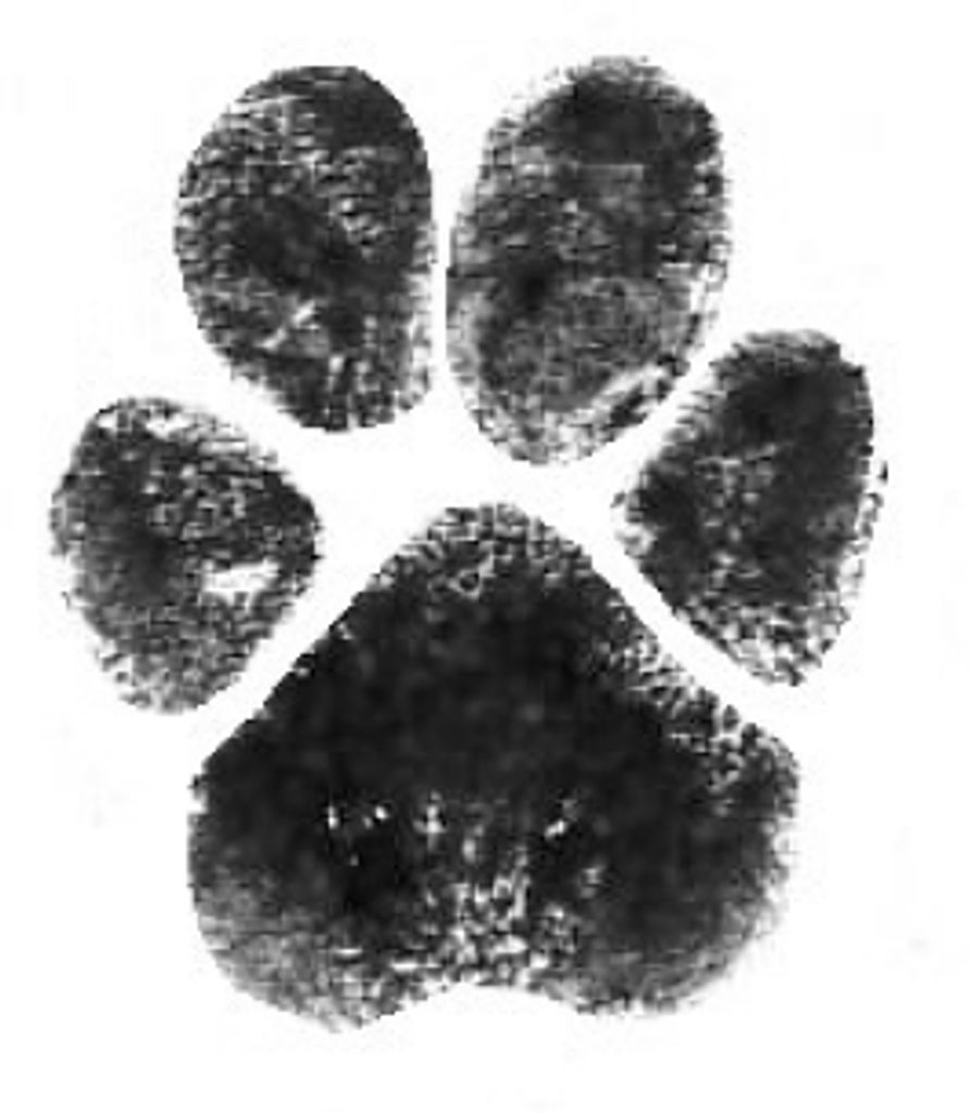 Gracie Ward