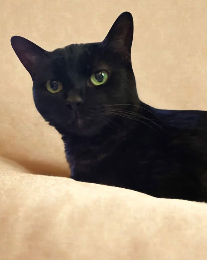 Mittens Bennett Profile Photo